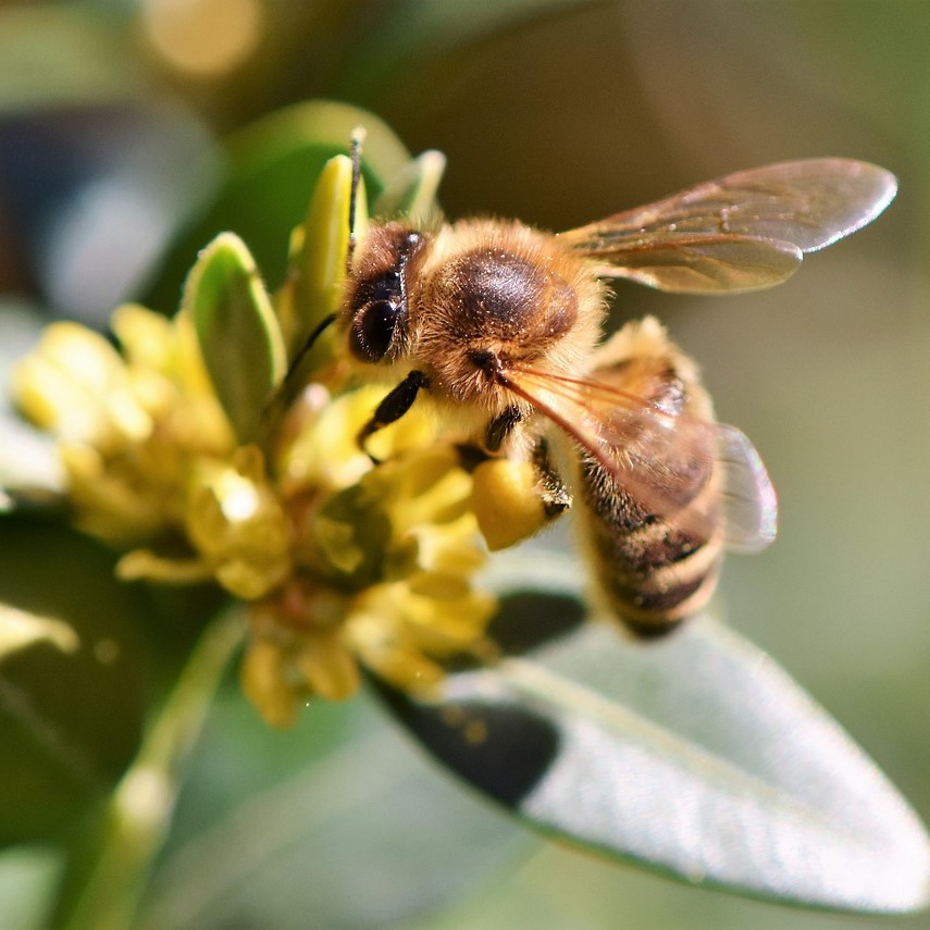 photo of bee on flower